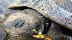Florida wildlife officials on lookout for sick turtles