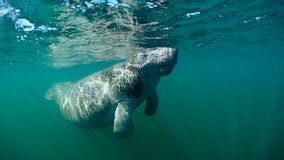 Florida to help slow manatee starvation rates with lettuce feeding program