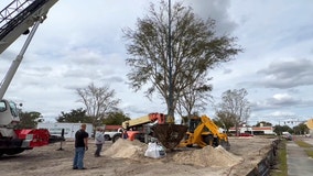 Winter Park to dedicate 40-foot majestic Live Oak trees at new city park