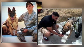 No dog left behind: Retired military K-9 with collapsed spinal cord gets new lease on life