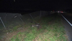 Lithia driver dies after crashing into 11-foot alligator on roadway, deputies say