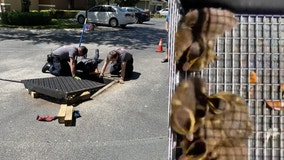 Firefighters rescue ducklings that fell through sewer grate