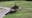 Crane goes toe-to-toe with alligator on Florida golf course