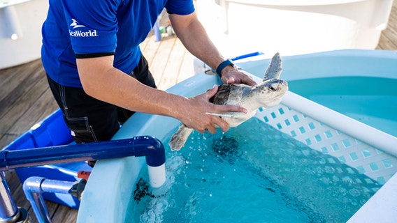 SeaWorld successfully returns 10 endangered sea turtles back to the ocean