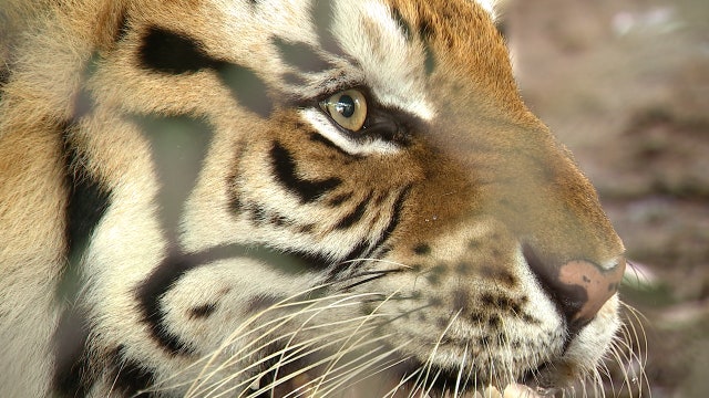 Apopka wildlife sanctuary shows how quickly a tiger can turn fierce