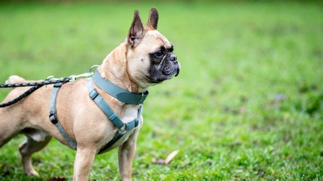 Dogs can recognize their owners just by their voice, study finds