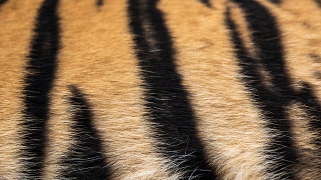 Officials: Tiger attacks man at Wooten's Everglades Airboat Tours in Florida
