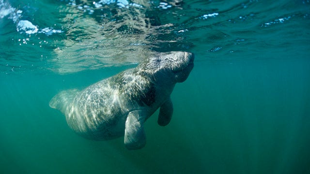 Florida to help slow manatee starvation rates with lettuce feeding program