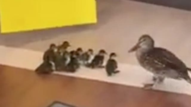 Mother duck leaves Florida maternity facility with 10 newborn ducklings