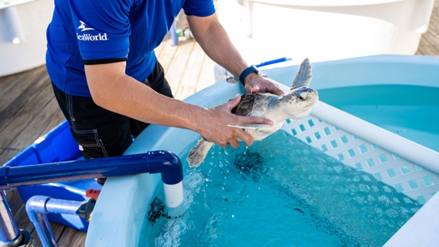 SeaWorld successfully returns 10 endangered sea turtles back to the ocean