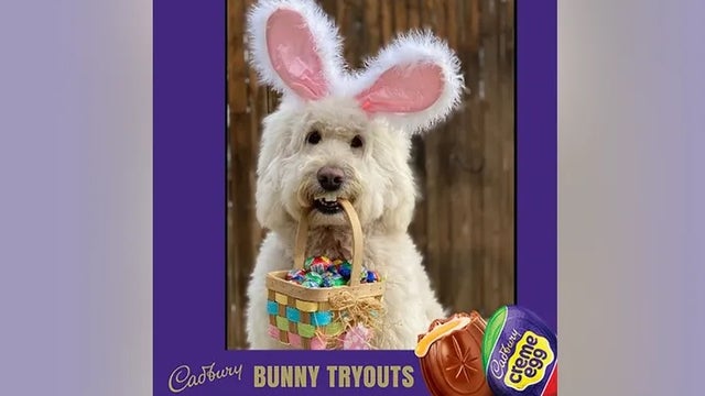 Therapy dog named 2022 Cadbury Bunny