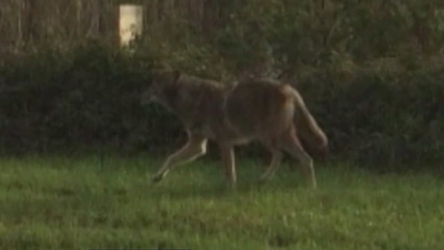 Sanford woman upset after she believes coyotes killed cat, fears more attacks