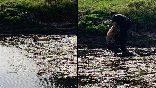 Florida police officer rescues dog trapped in mud