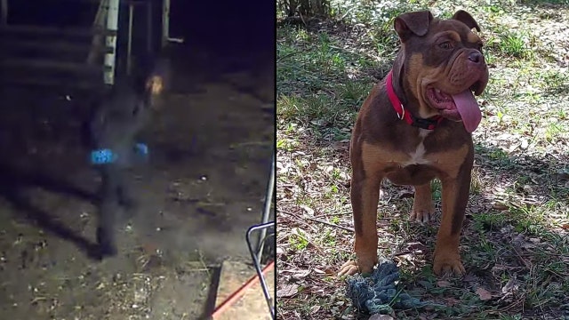 Olde English Bulldog puppy stolen from backyard in Marion County: deputies