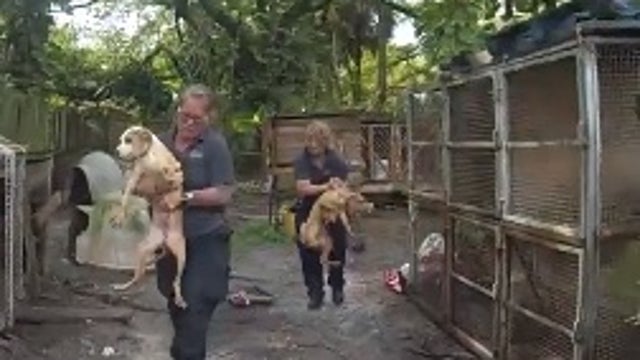 14 dogs living in feces, maggots on bodies rescued from Seminole County home