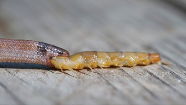 Rare snake dies eating giant centipede in Florida park