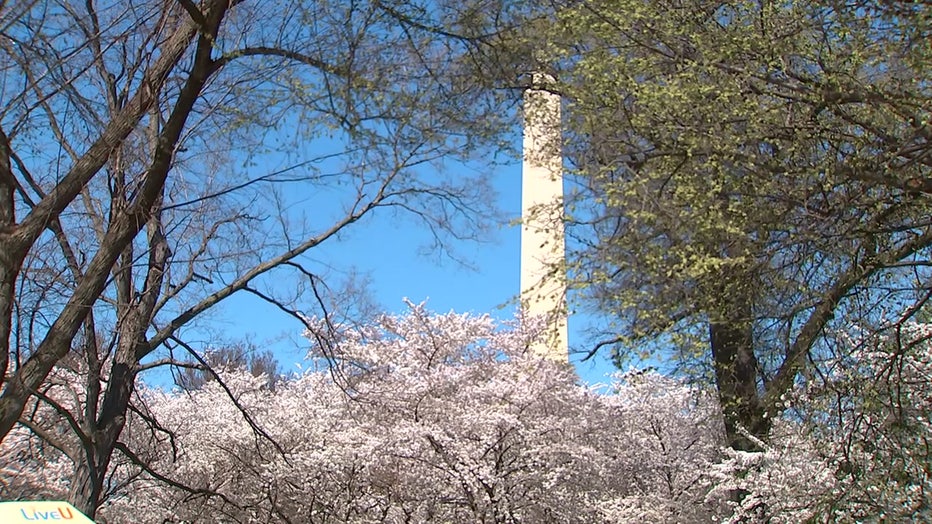 CherryBlossoms-1.jpg