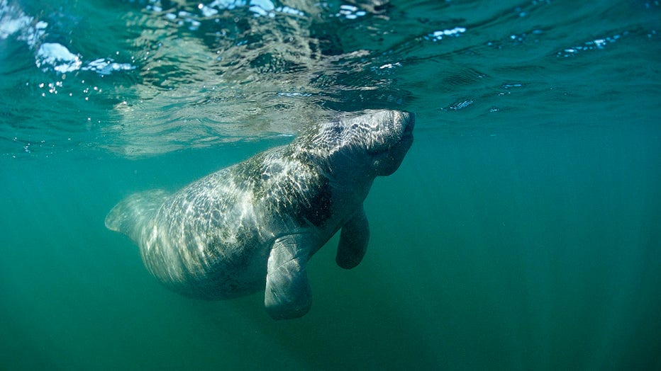 West Indian Manatee, Trichechus manatus latirostris, USA, Florida, FL, Everglades