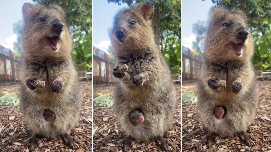 quokka-collage-storyful.jpg