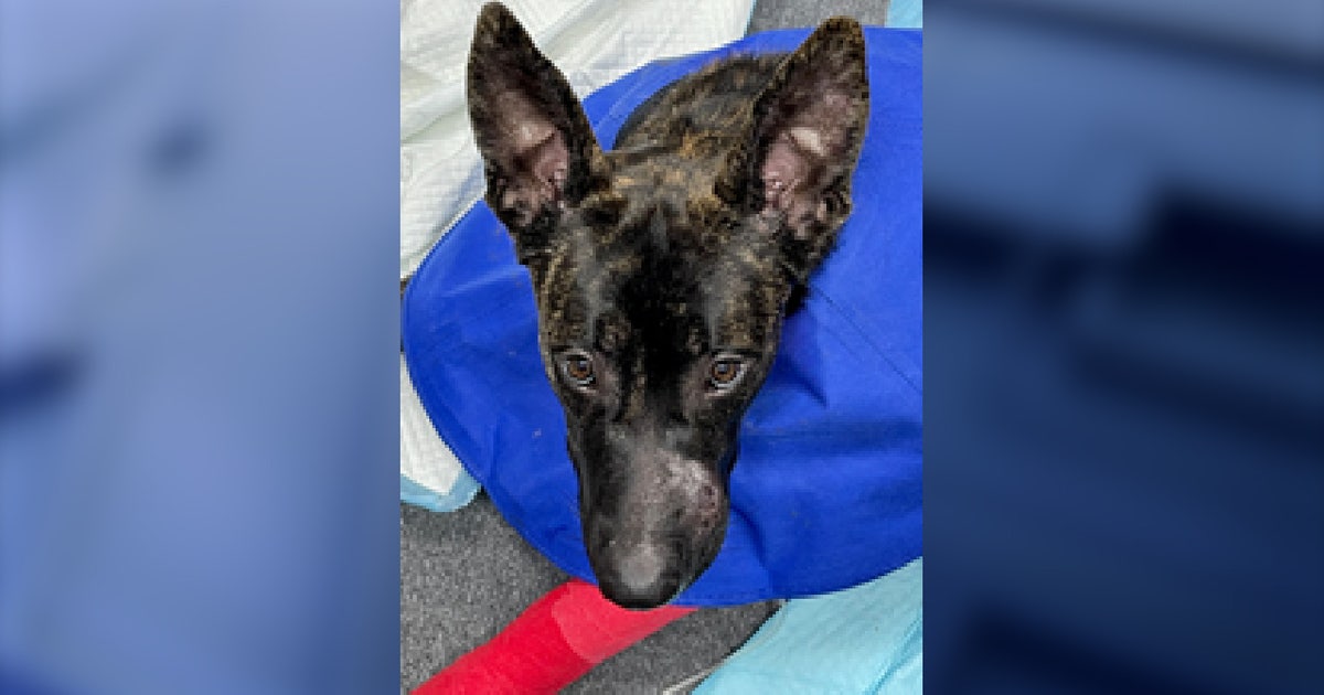 Florida man accused of shooting dog in head, leaving it in kennel for ...