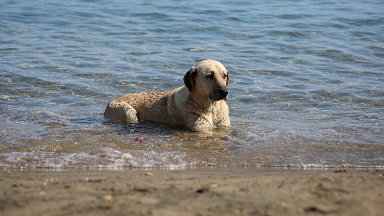 Dogs now allowed on stretch of Ormond Beach after county leaders pass