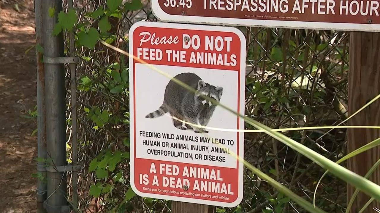A fed animal is a dead animal': Florida sanctuary reminding visitors to not  feed wildlife