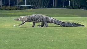 Massive gator interrupts golfers at Stoneybrook course in Sarasota
