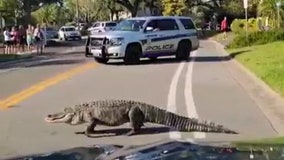Venice police issue warning for pedestrians after another massive gator sighting