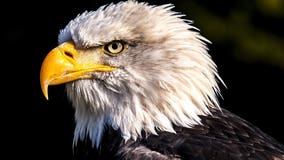 'Highly-contagious' bird flu found in bald eagles in Georgia