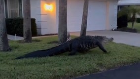 Massive alligator takes an Easter stroll in Florida