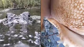 Only in Florida: Alligator jumps up, tries to snatch GoPro camera