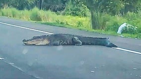 Welcome to Florida: Massive alligator stops traffic on SR-417 in Seminole County