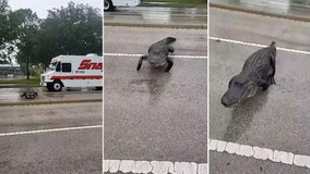 'Look at this beast!': Gator with missing foot walks under driver's truck in Venice, shakes it from beneath