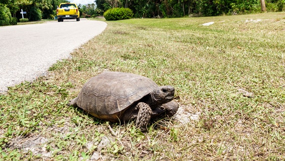 Gopher tortoise in Florida denied extra protections by feds