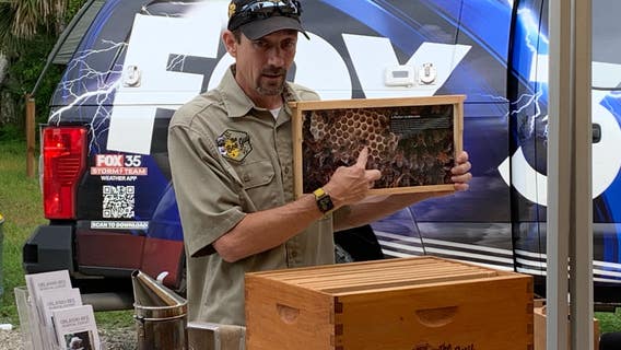 Earth Day 2022: How honey bees are helping the environment