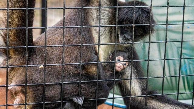 Brevard Zoo welcomes newborn spider monkey