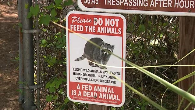 'A fed animal is a dead animal': Florida sanctuary reminding visitors to not feed wildlife