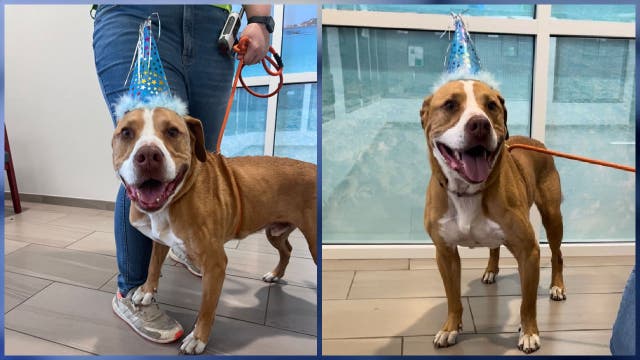 Petey the dog finds forever home after year in Florida shelter