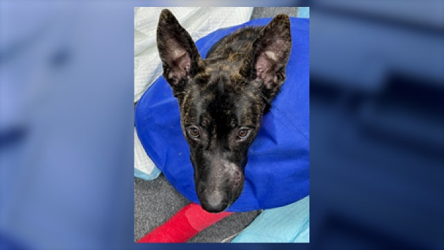 Florida man accused of shooting dog in head, leaving it in kennel for hours: Flagler County deputies