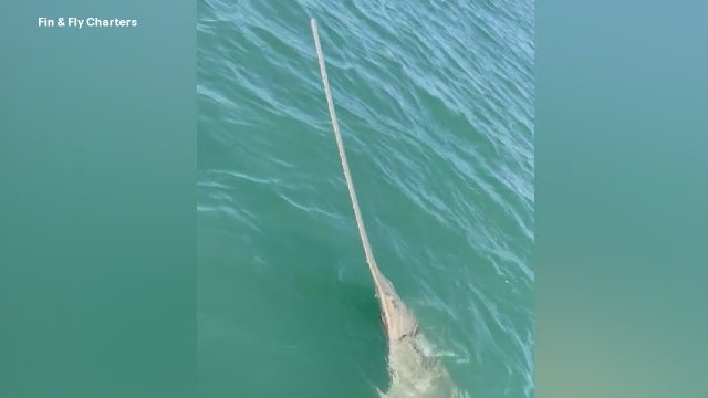 'Rare' catch in Florida: UK fisherman wanted to catch a shark, but caught something unexpected