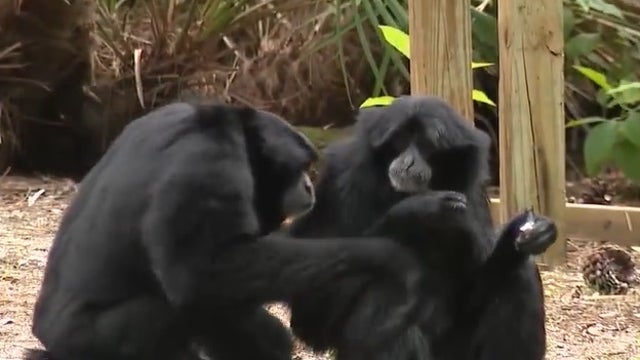 Brevard Zoo building retirement homes for its older animals