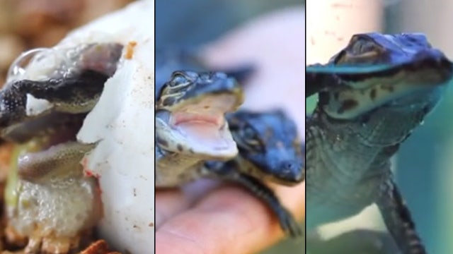 Baby alligators hatch and take first swim at Australian reptile park