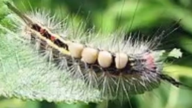 Florida officials warn about these bright, hairy caterpillars: Here's why