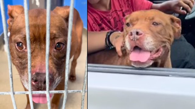 'Cookie' the dog gets adopted after spending 100 days at Orlando shelter