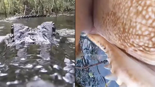WATCH: Alligator jumps up, tries to snatch GoPro camera in Florida