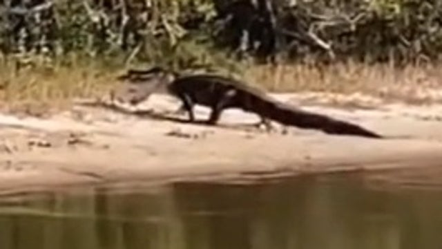 Alligator chomps down on stingray at Florida park