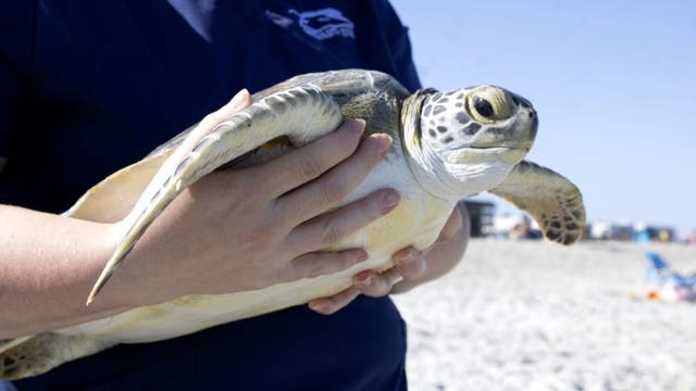 Brevard Zoo releases sea turtle named 'Hiccup' after 5 months of care