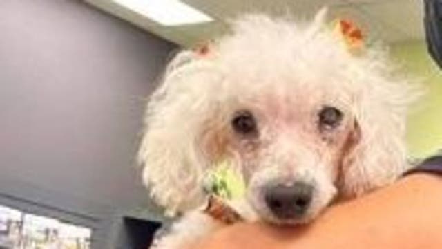 'Our hearts are shattered': Orlando's Petal the poodle passes away