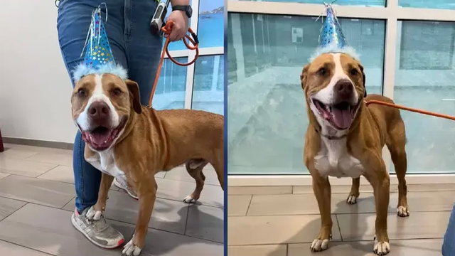 Petey the dog gets adopted after spending more than a year at Florida shelter