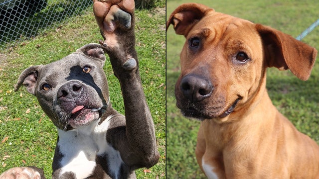 Marion County shelter reaches capacity; adoption fees waived for April